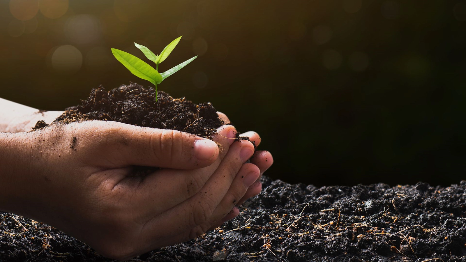 Kupade händer med jord. En liten grön växt sticker upp från jorden i händerna.